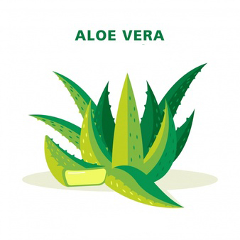 Uses of Aloe Vera