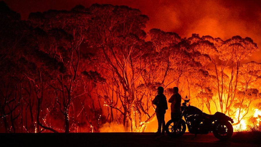 Brushfires in Australia Spell Doom for Wildlife