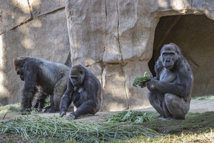 Gorillas at San Diego Zoo Test Positive For COVID-19