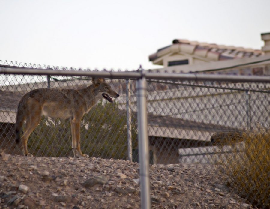 How Arcadia is Addressing its Coyote Problem