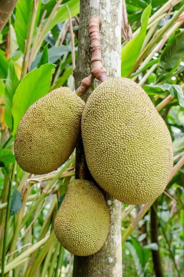 Hit the Jackpot with the Jackfruit Business!