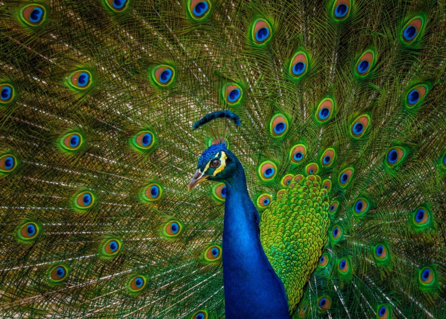 Debate Over the Removal of Peafowls