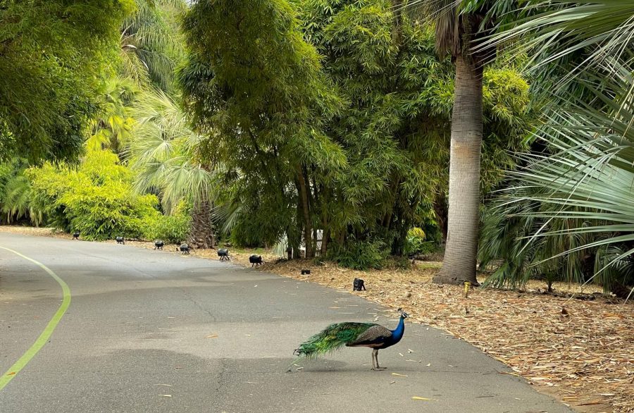 The picture here is a peacock crossing the road. Note the positive space (the peacock) is really small compared to the negative space (the landscape.) The use of negative space here helps establish the peacock is crossing the respective road. Note also how the peacock itself is on the bottom-right third of the picture, again this helps to demonstrate movement.