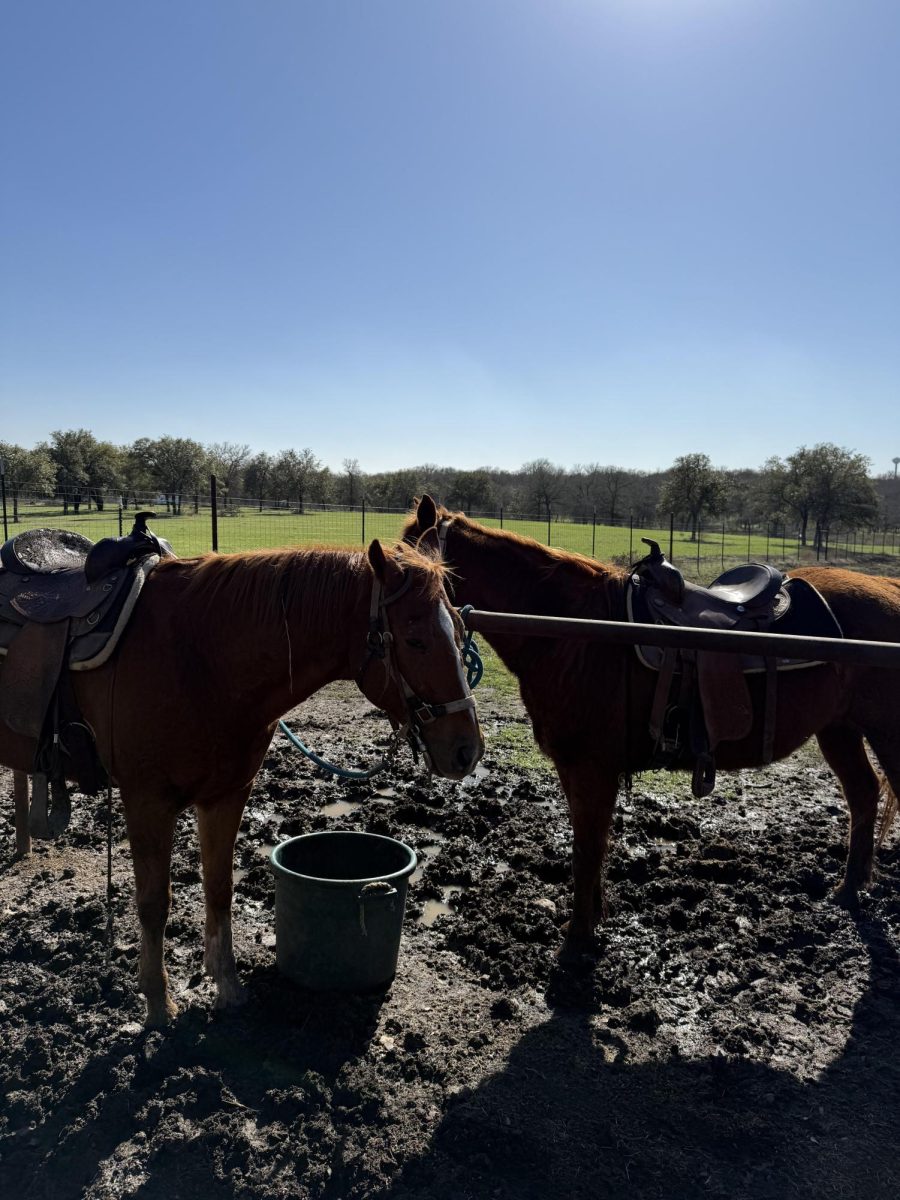 Two horses caught waiting for their riders in Texas during noon.