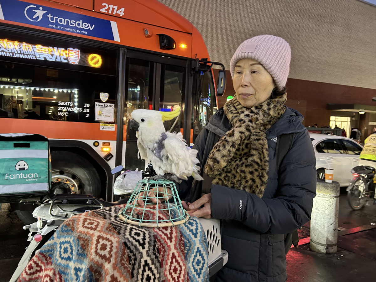 Lady with parrot in the streets of Flushing, New York.