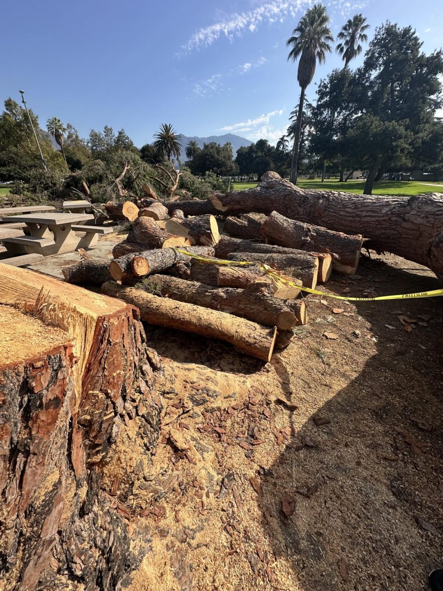 Photo Essay: Fallen Tree At Arcadia County Park