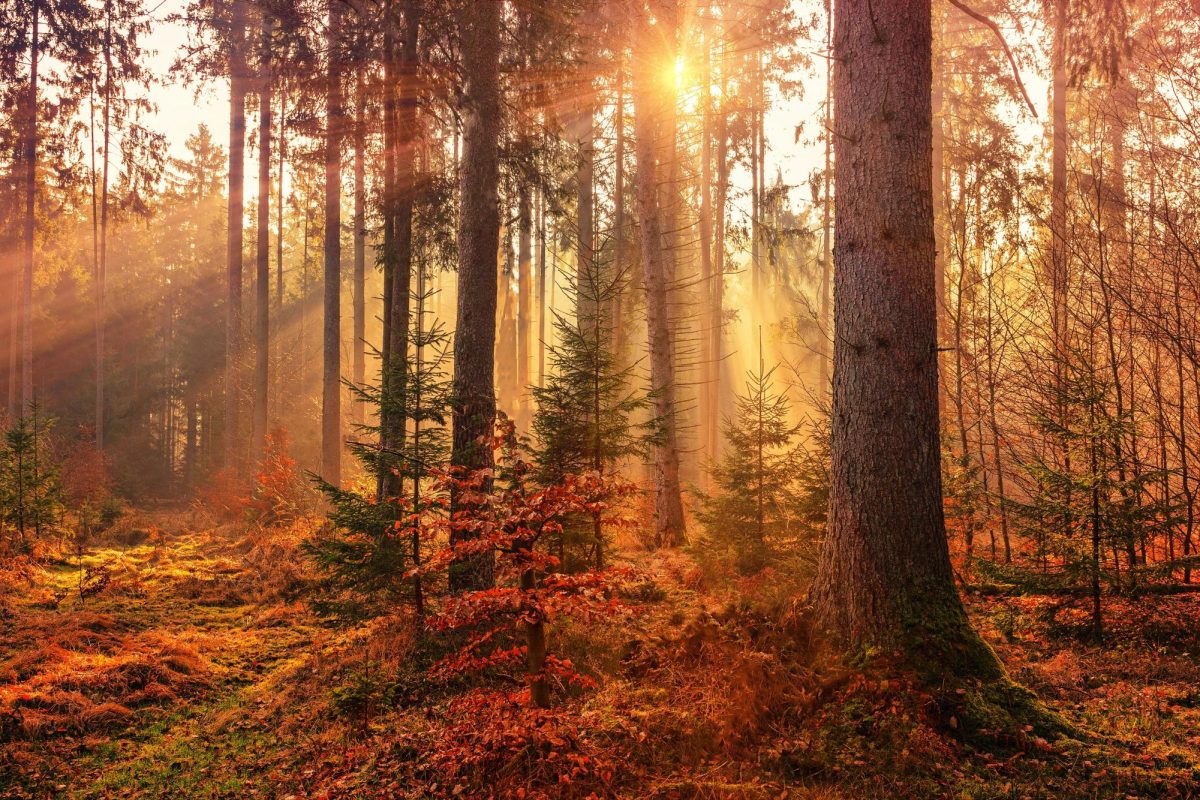 Opinion: What Is the Song of Autumn?
