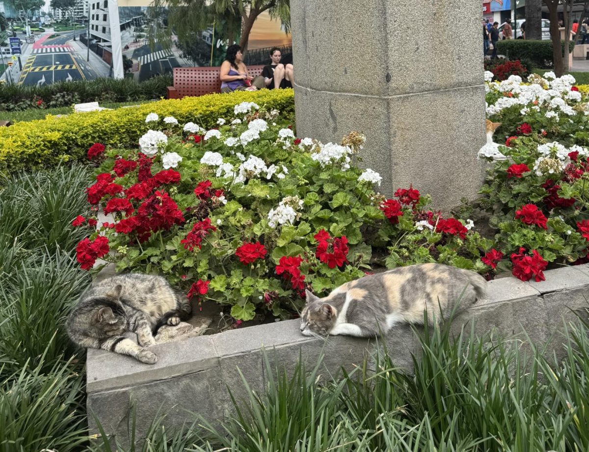 A playful cat paradise at a park in Lima, Peru.